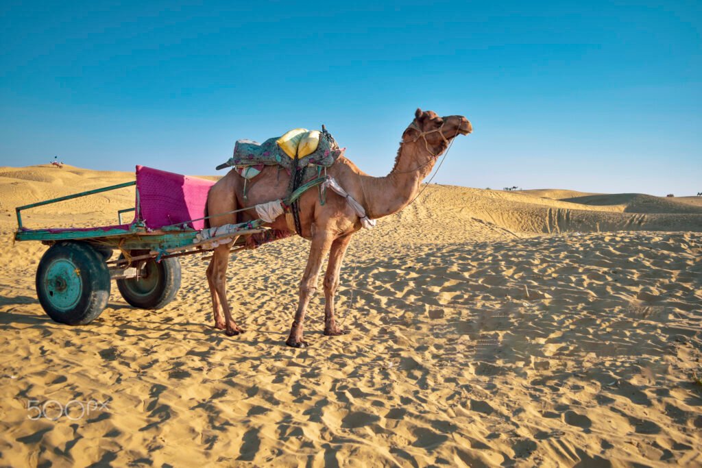 camel safari in jaisalmer