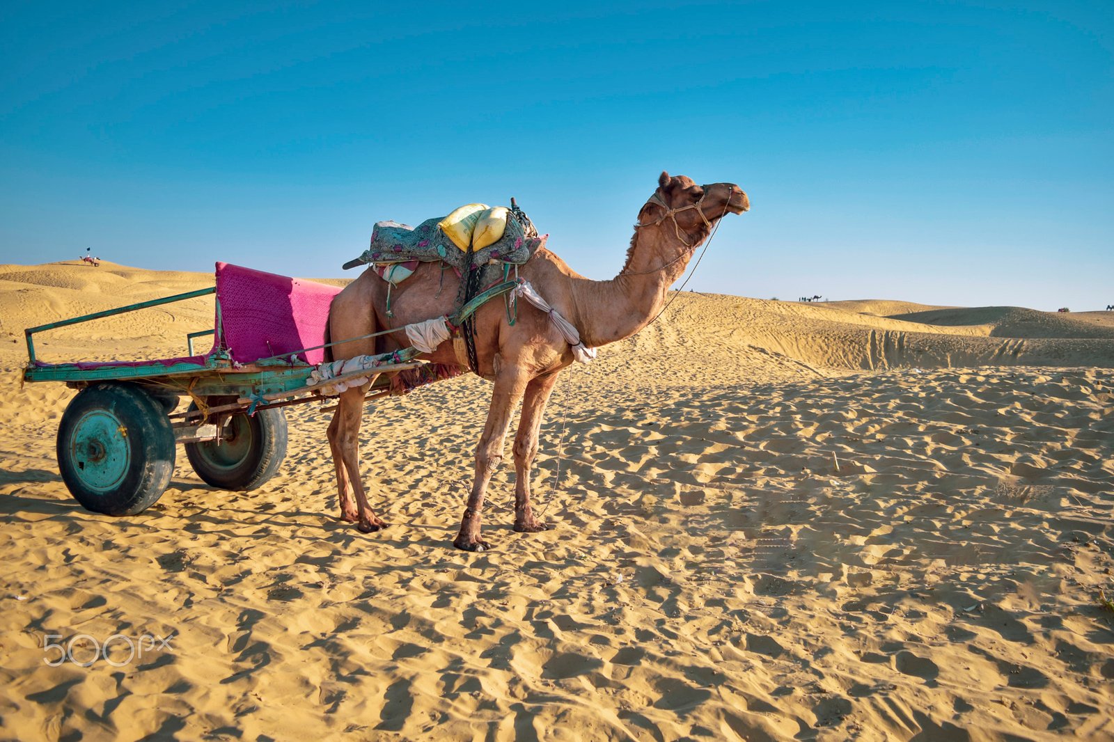 camel safari in jaisalmer