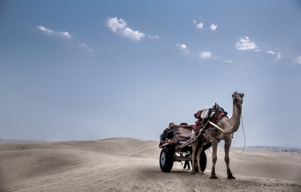 camel safari in jaisalmer